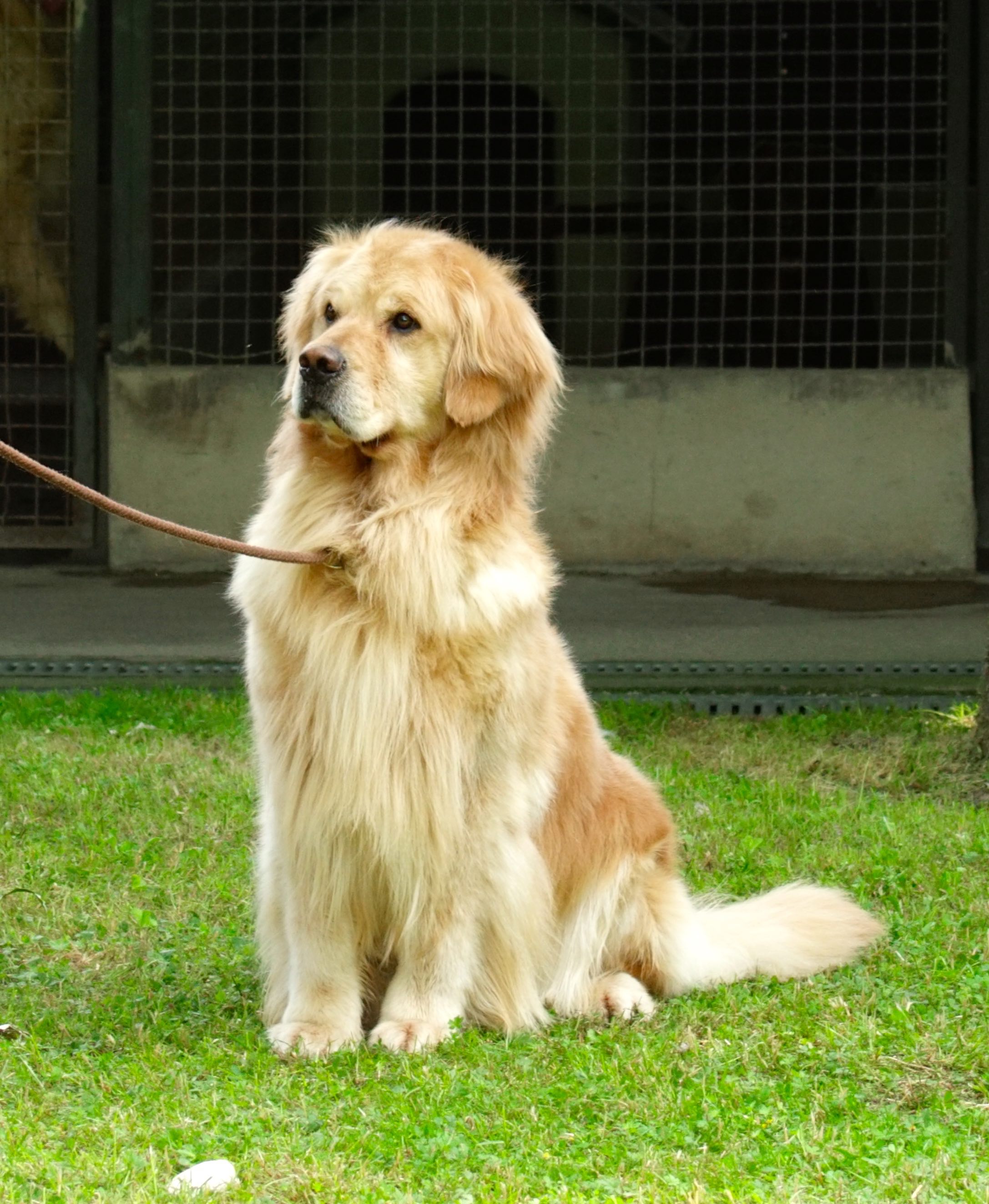 DGO Il TIPICO Golden Retriever “Delle Grandi Ombre” Americano o Inglese, quali le differenze DGO Il TIPICO Golden Retriever “Delle Grandi Ombre” Americano o Inglese, quali le differenze