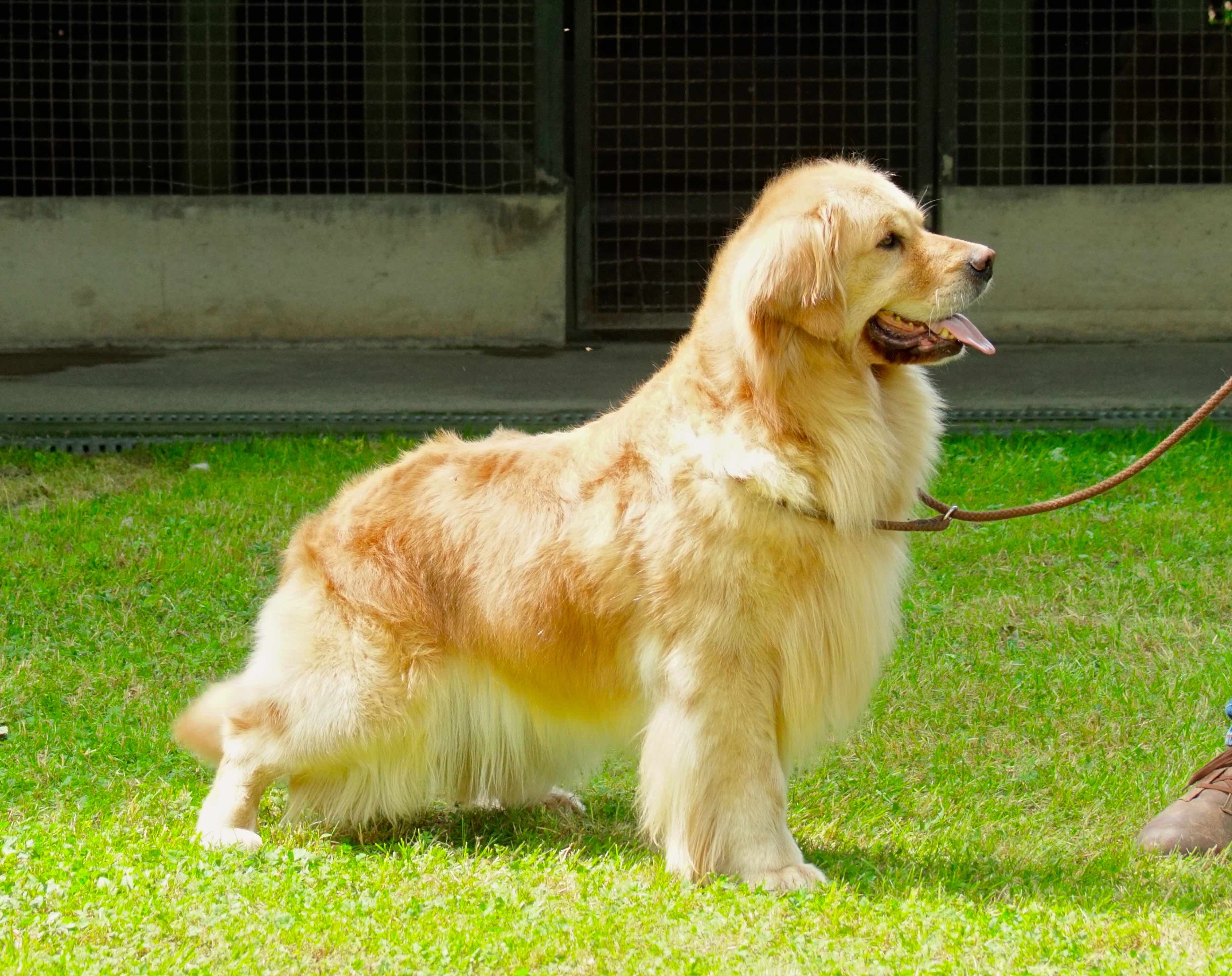 DGO Il TIPICO Golden Retriever “Delle Grandi Ombre” Americano o Inglese, quali le differenze DGO Il TIPICO Golden Retriever “Delle Grandi Ombre” Americano o Inglese, quali le differenze