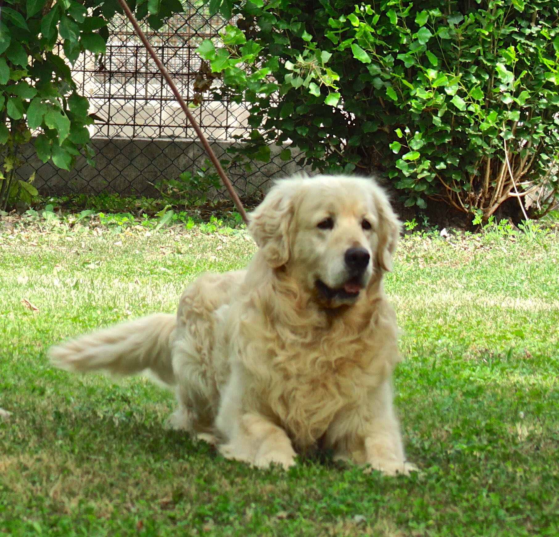 DGO Il TIPICO Golden Retriever “Delle Grandi Ombre” Americano o Inglese, quali le differenze DGO Il TIPICO Golden Retriever “Delle Grandi Ombre” Americano o Inglese, quali le differenze